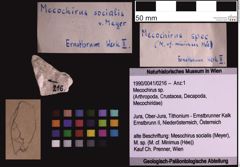 Foto (Objekt + Etiketten) von Mecochirus sp. (NHMW-GEO-1990-0041-0216)